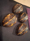 Deluxe Turtle Shells by Black Fox Magic RARE AND HARD TO GET L&R